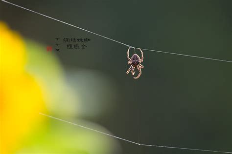 蜘蛛結網風水 龍代表什麼